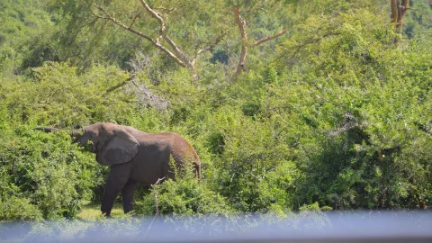 3-Day Queen Elizabeth Wildlife Safari Uganda gallery image