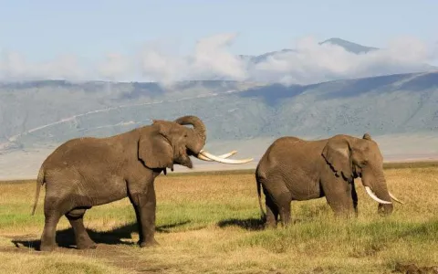 6-Day Romance in the Wild - Luxurious Valentine Safari gallery image