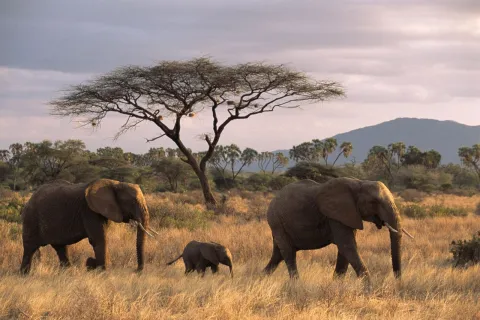 3-Day Safari dream voyage(nyerere national park) gallery image
