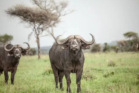 3-Day Safari from zanzibar ( Serengeti and ngorongoro) gallery image