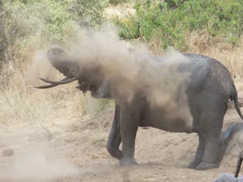 1-Day Safari to Tarangire Home of Elephants gallery image