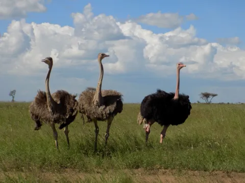 1-Day Safari to Tarangire Home of Elephants gallery image