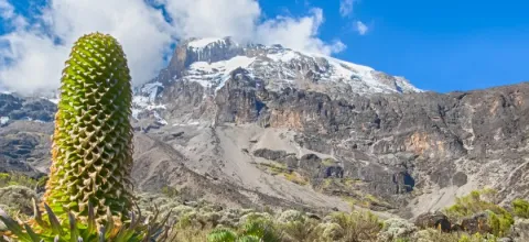 1-Day Shira Plateau Day Hike on Mountain Kilimanjaro gallery image