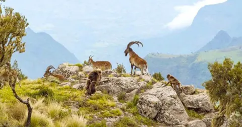 3-Day Simien Mountain Trekking Tours gallery image
