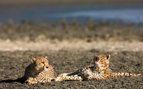 1-Day Special Tour Ngorongoro Crater Tour gallery image