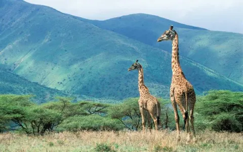1-Day Special Tour Ngorongoro Crater Tour gallery image