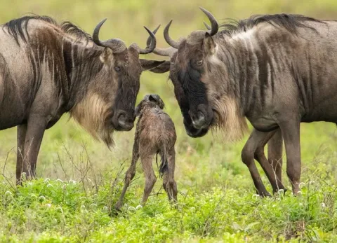 7-Day Tanzania Parks Private Midrange Safari gallery image