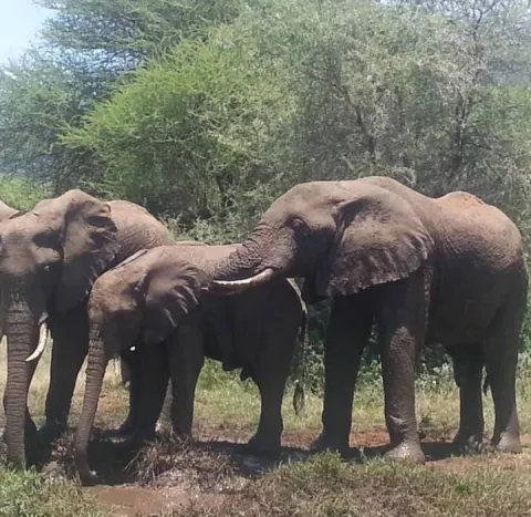1-Day Tarangire National Park gallery image