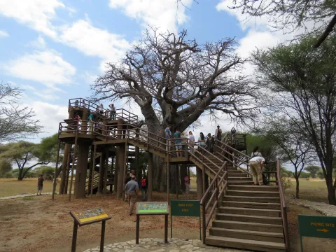 1-Day Tarangire National Park Tour gallery image