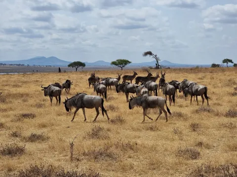 1-Day Tarangire National Park Tour gallery image