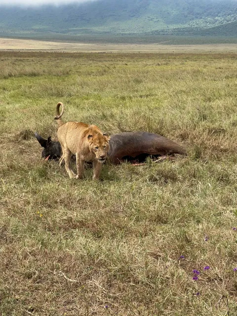 1-Day Tarangire national park gallery image