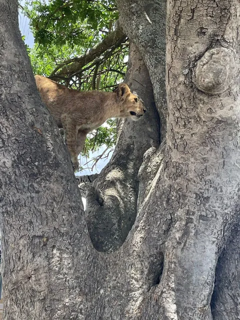 1-Day Tarangire national park gallery image