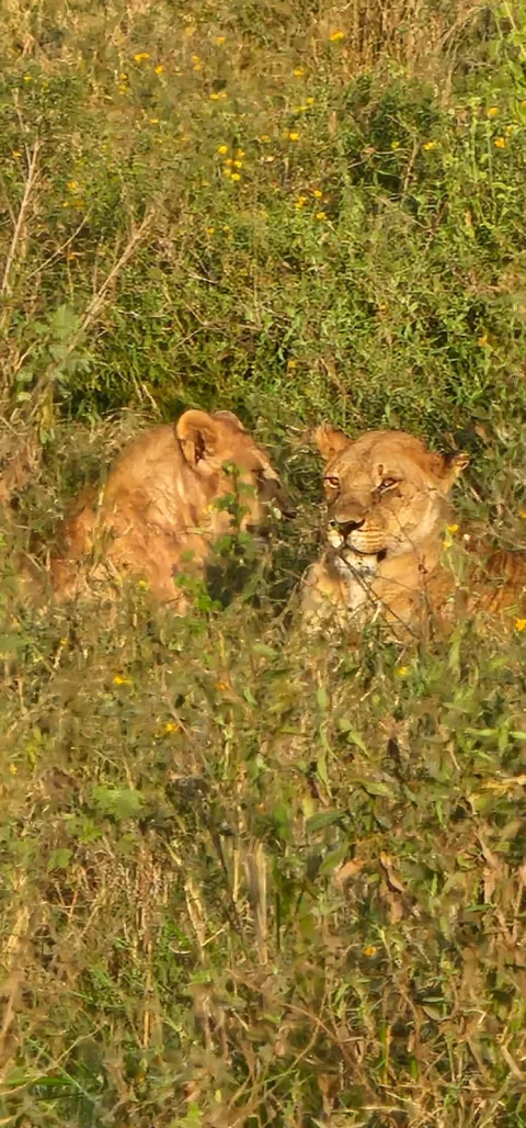 1-Day Tarangire national park gallery image