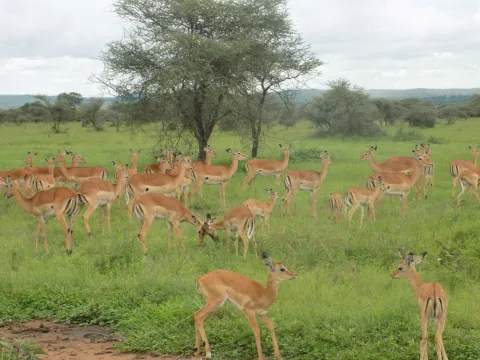 1-Day The Amaizing Day Tour Manyara National Park gallery image