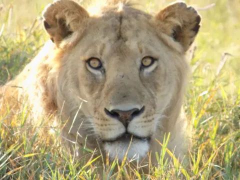 1-Day The Amaizing Day Tour Manyara National Park gallery image
