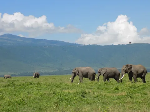 1-Day The Amaizing Day Tour Manyara National Park gallery image
