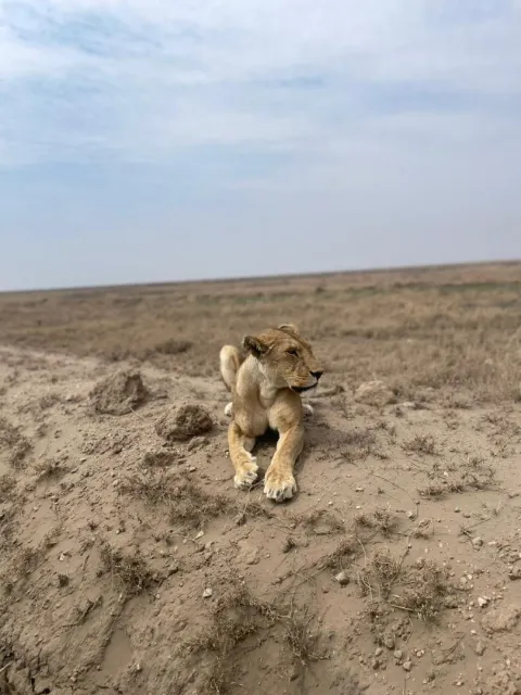 4-Day Tour Tarangire, Serengeti and Ngorongoro Crater gallery image