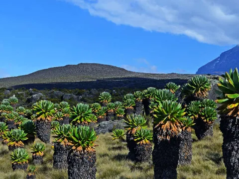 1-Day Trip To Hike Mountain Kilimanjaro gallery image