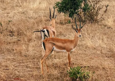 2-Day Tsavo East Expedition Safari gallery image