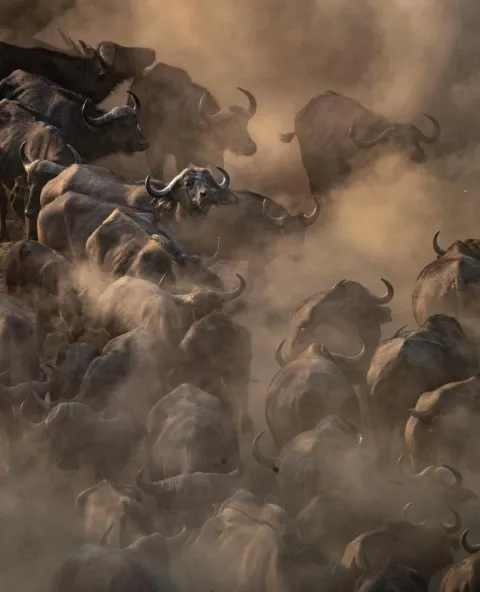 5-Day Wonderful Great Migration at Mara River Crossing gallery image