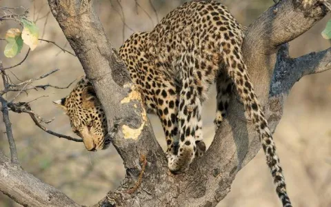 5-Day Zanzibar Escape, Tanzania - Flights Included gallery image