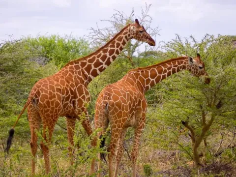 1-Day Red Elephant Tour in Tsavo East gallery image