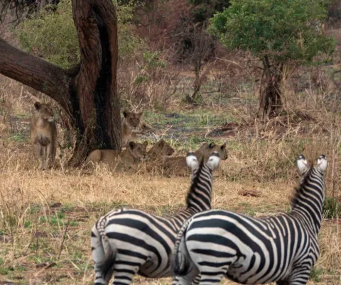 5-Day Top-Notch Wildlife Safari Expedition gallery image