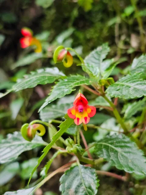 6-Day Kilimanjaro Hike- Machame Route gallery image