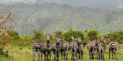 6-Day Adventure to Nech Sar National Park & Omo Valley Cultu gallery image