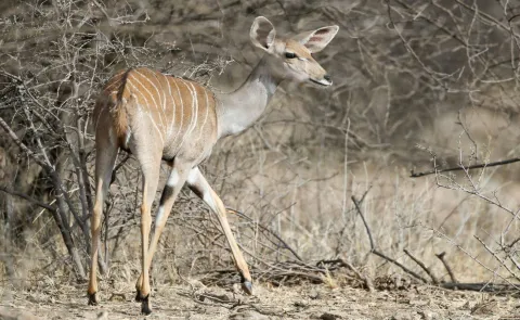 6-Day Ethiopian wildlife safari bale mountain and Awash Tour gallery image
