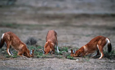 6-Day Ethiopian wildlife safari bale mountain and Awash Tour gallery image