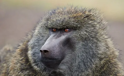 6-Day Ethiopian wildlife safari bale mountain and Awash Tour gallery image