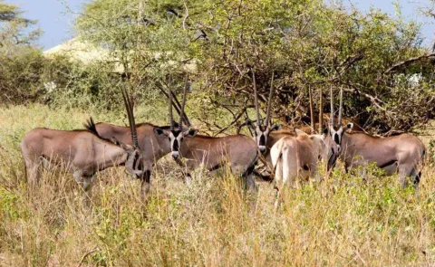 6-Day Ethiopian wildlife safari bale mountain and Awash Tour gallery image