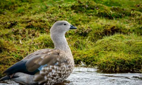4-Day Explore Bale Mountains National Park Ethiopia gallery image