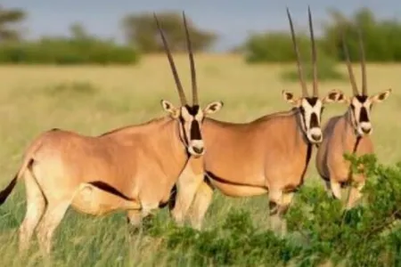 4-Day Explore Bale Mountains National Park Ethiopia gallery image