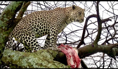 7-Day Mid Range Tour to Serengeti Wildebeest Migration gallery image