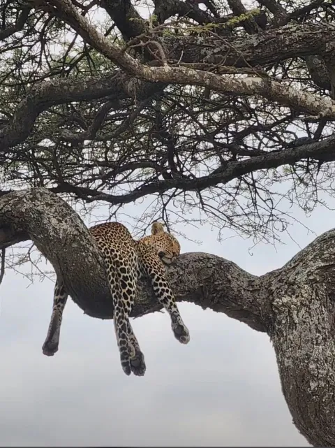 7-Day Multidimensional Tanzania Safari gallery image