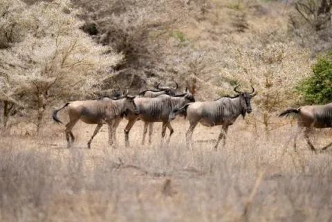5-Day Tanzania Safari Budget Tour gallery image