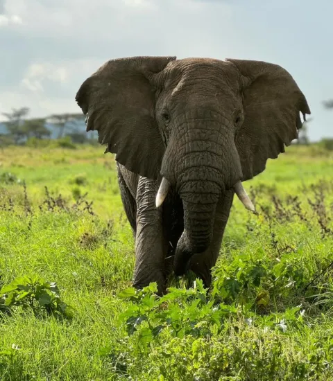1-Day safari to Nyerere national park from zanzibar gallery image