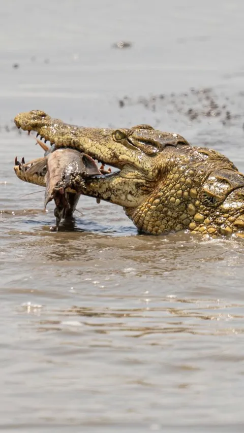 1-Day safari to Nyerere national park from zanzibar gallery image