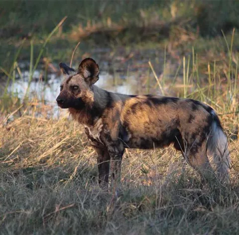5-Day Mikumi, Udzungwa And Nyerere NP gallery image