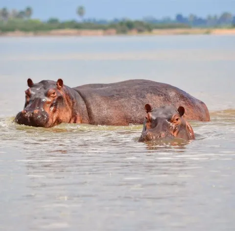 5-Day Mikumi, Udzungwa And Nyerere NP gallery image