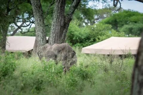 Baobab Tented Camp