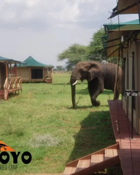 Moyo Camp Warangi