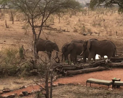 Elewana Tarangire Treetops