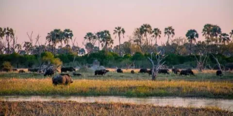 Camp Buffalo