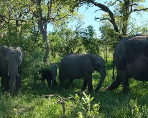 Elephant Plains Lodge