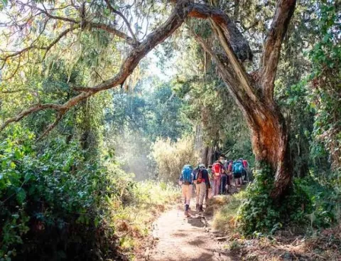 Mti Mkubwa Camp (Big Tree Camp Or Forest Camp)