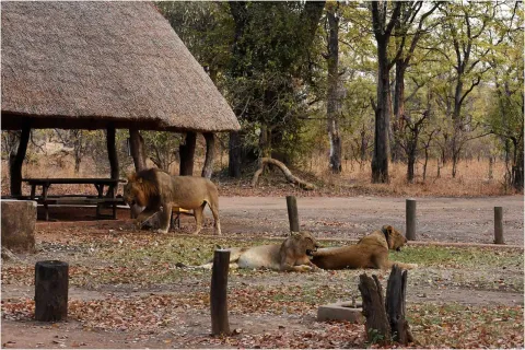 Wildlife Camp