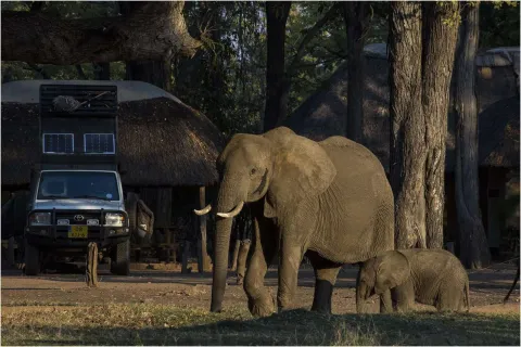 Wildlife Camp